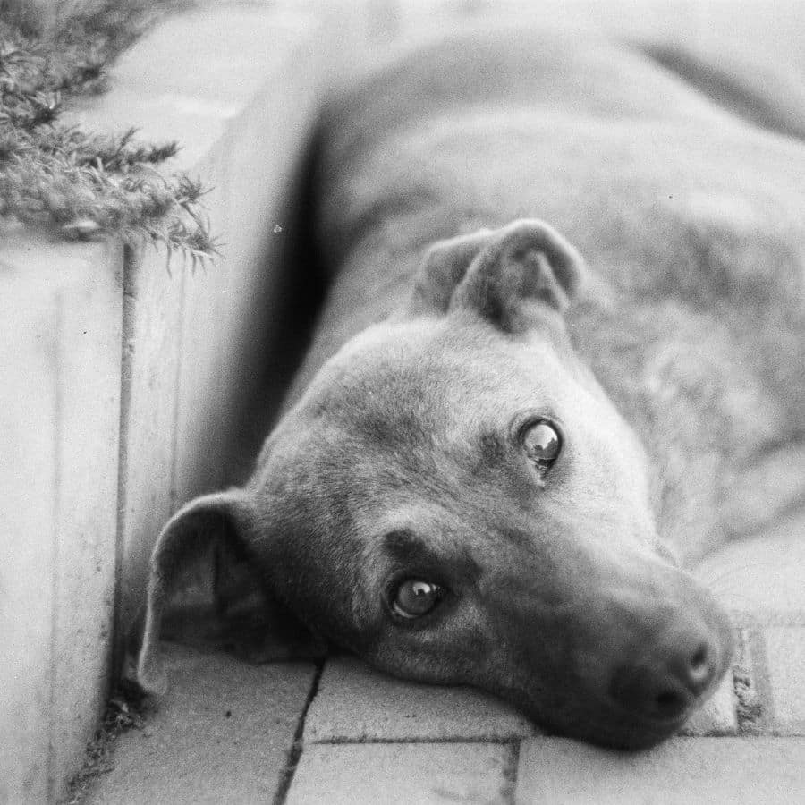 Hemangiossarcoma no Cão