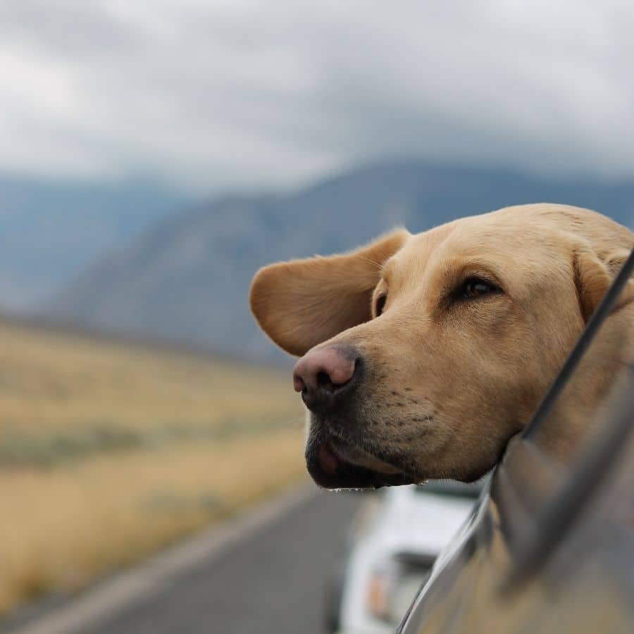 Vem com o seu cão para Portugal? Então saiba o que tem de fazer