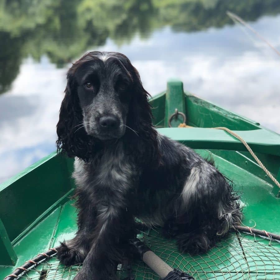 O meu cão pode comer peixe cru?