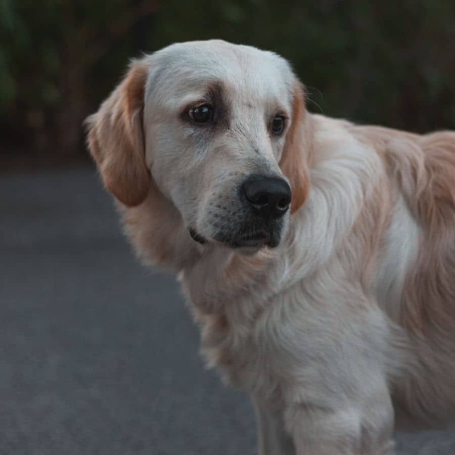 Miosite e Polimiosite em Cães