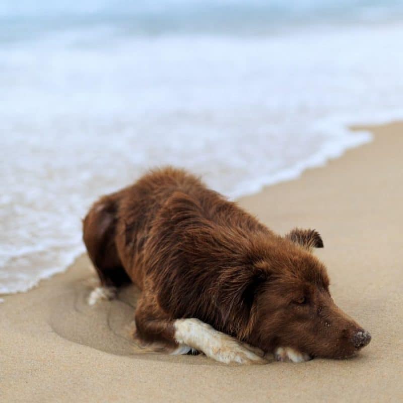 É perigoso o meu cão beber água do mar?