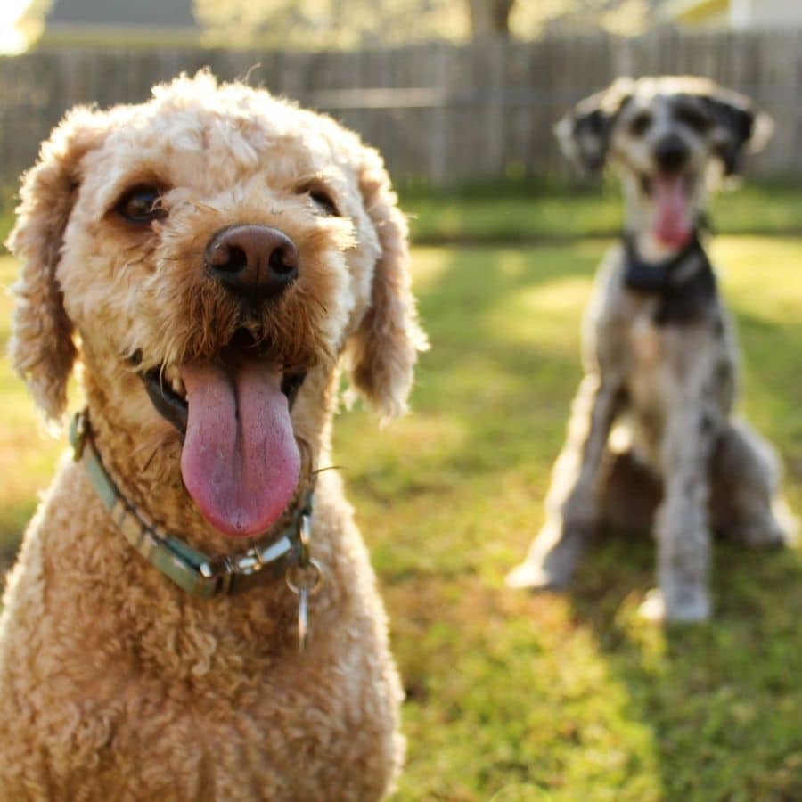 Como introduzir um cachorro a um cão sénior?