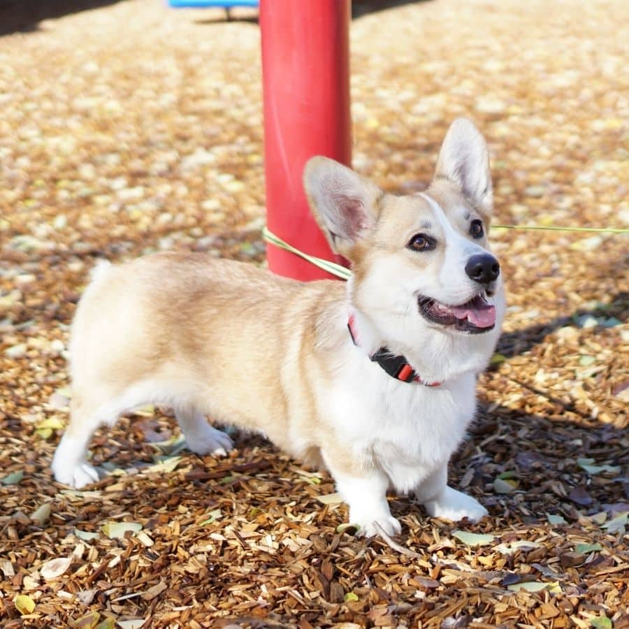 GPS para cães: é essencial para o meu cão?