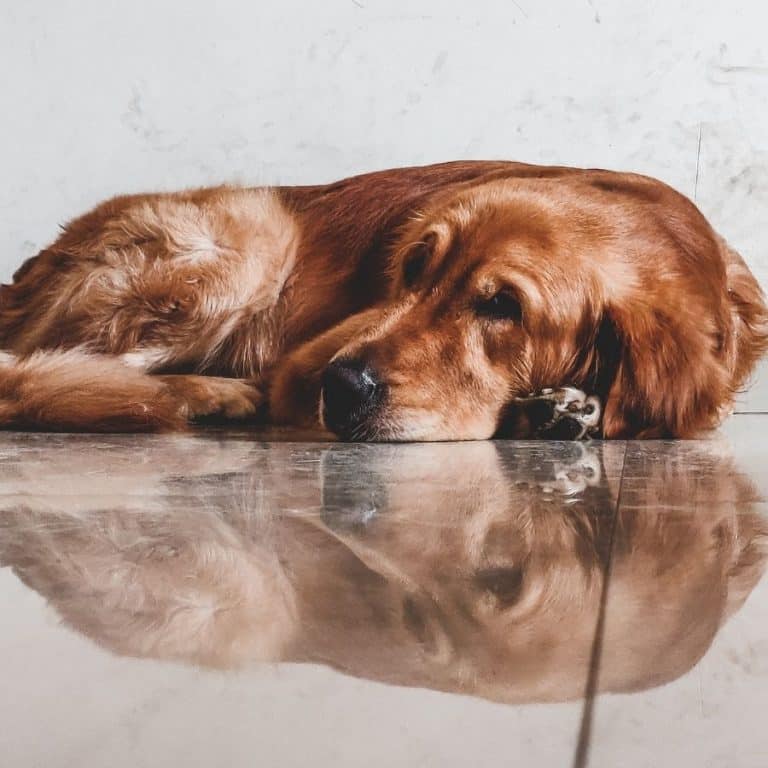 puede un perro con caca hinchada