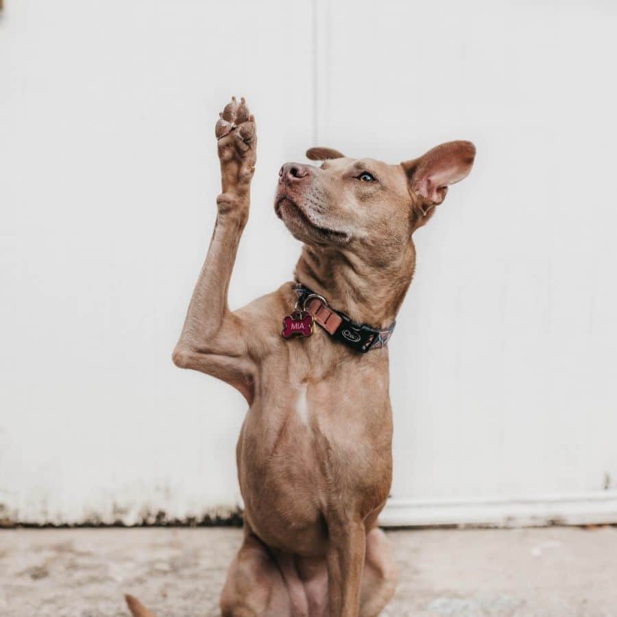 Cómo cuidar las patas de tu perro