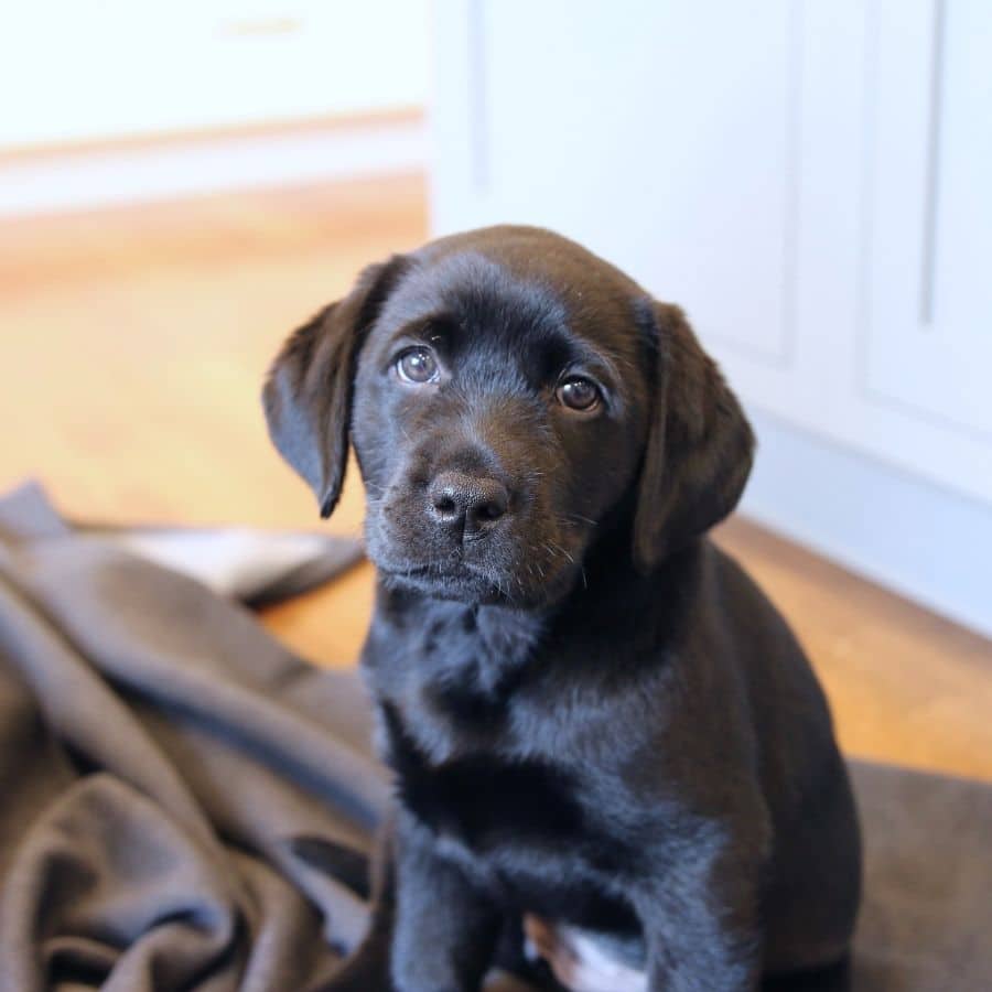 Perros guía: todo lo que le gustaría saber