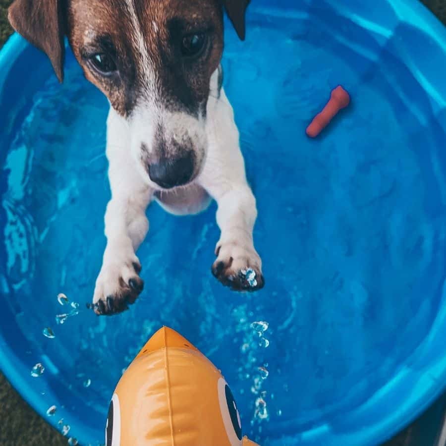 Condicionamiento operante en perros