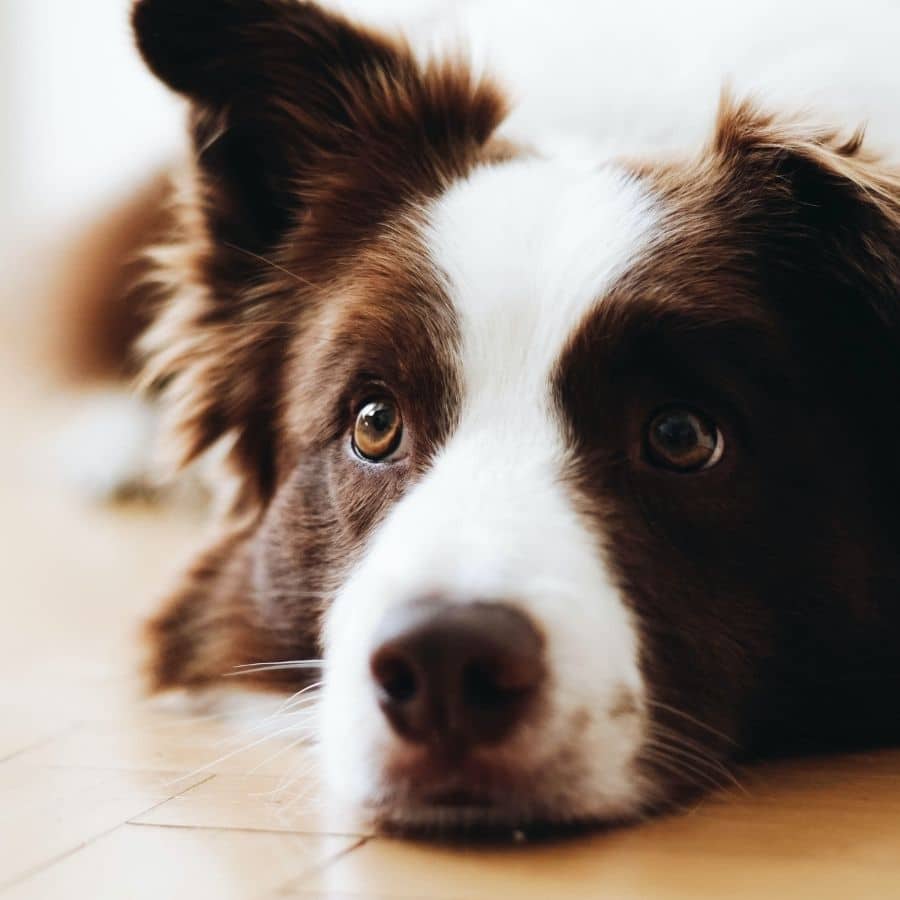 Piedras urinarias en perros