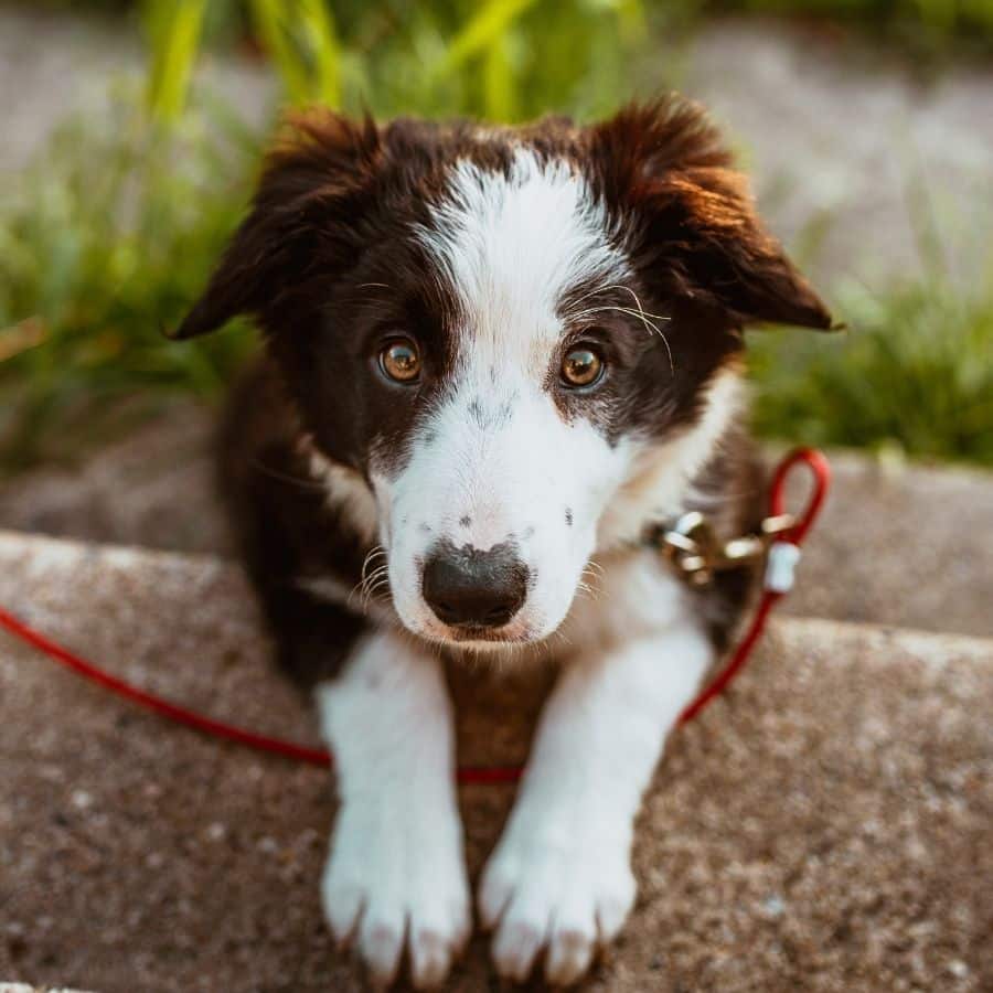 Ernia iatale nel cane: cos’è?