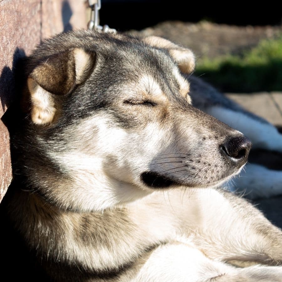 ¿Por qué a tu perro le gusta tanto el sol?