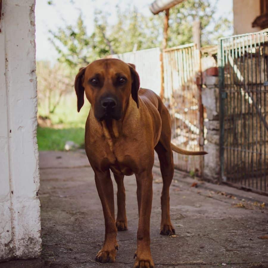 5 Razas de Perros originarias de África