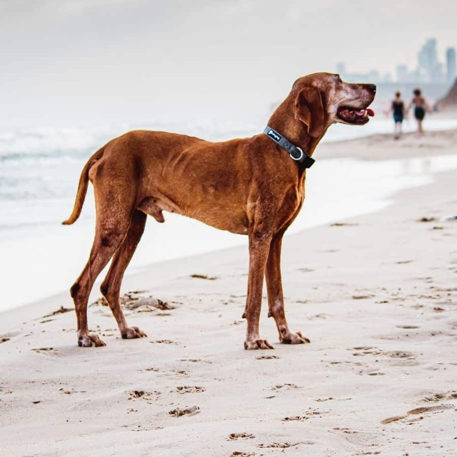 Feci del cane: colore e consistenza