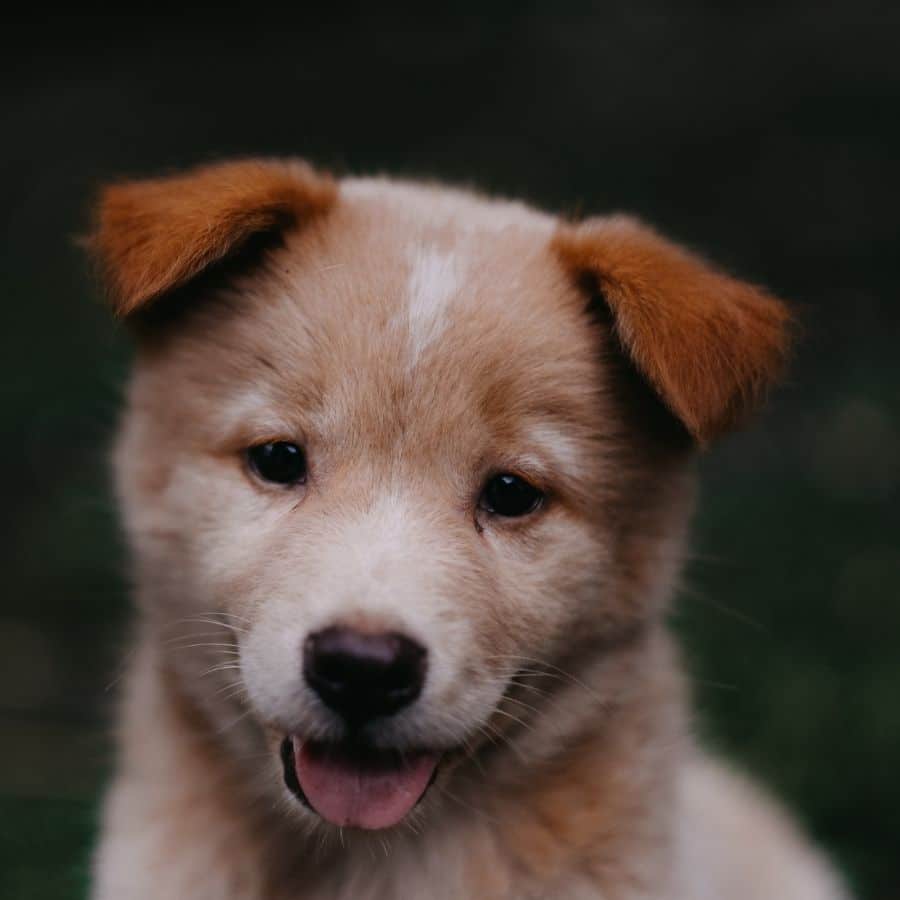 Guia sobre las vacunas para tu perro