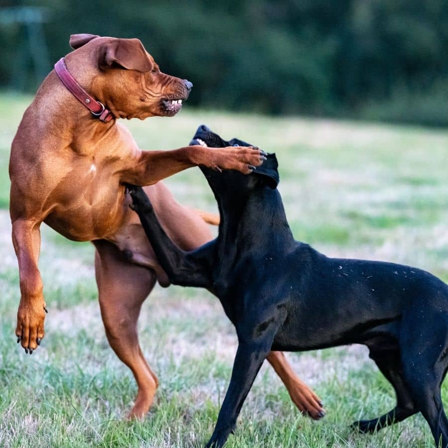 Agresividad en perros que conviven en la misma casa