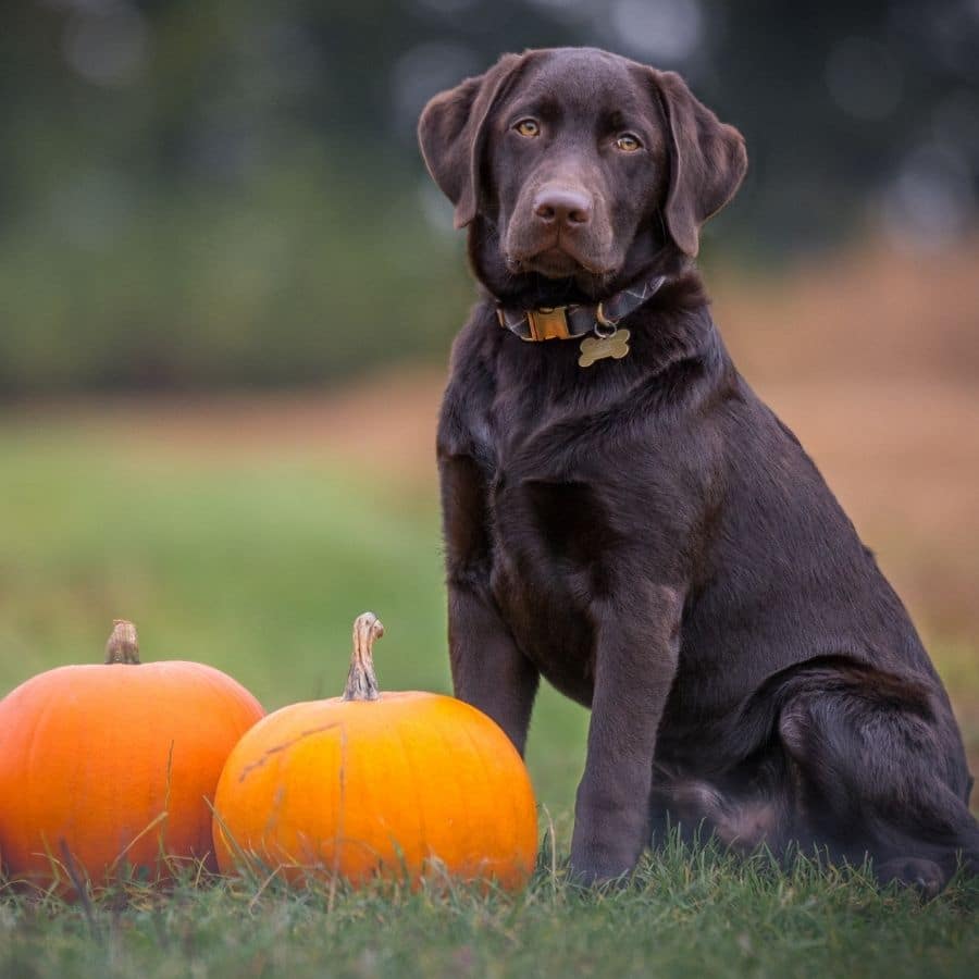 Galletas de calabaza saludables para perros