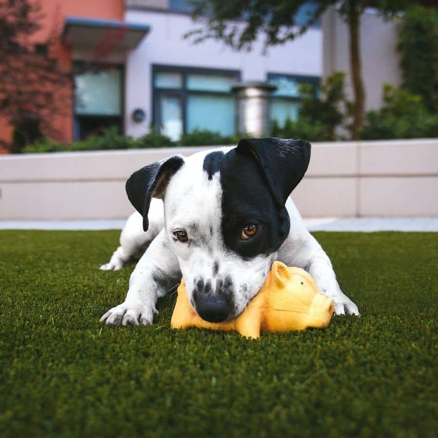 Dipylidium caninum: El parásito interno más frecuente en perros