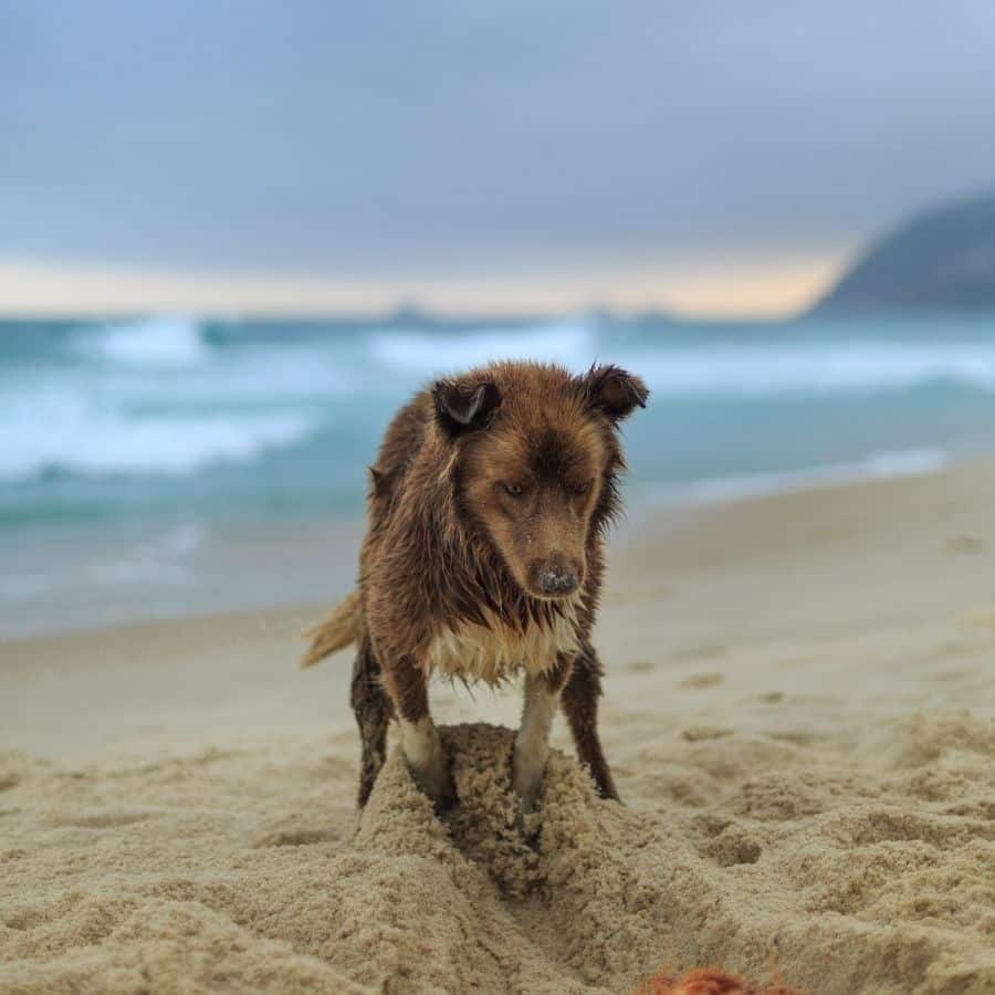 ¿Es peligroso que mi perro beba agua de mar?