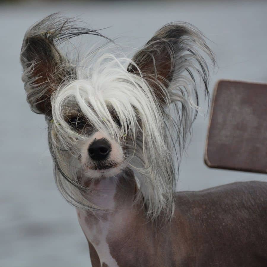 Perros sin pelo: las 5 razas más populares