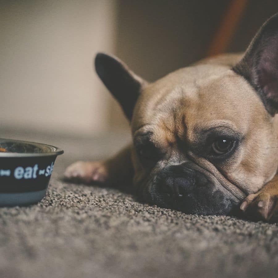 ¿Pueden los perros comer palomitas de maíz?