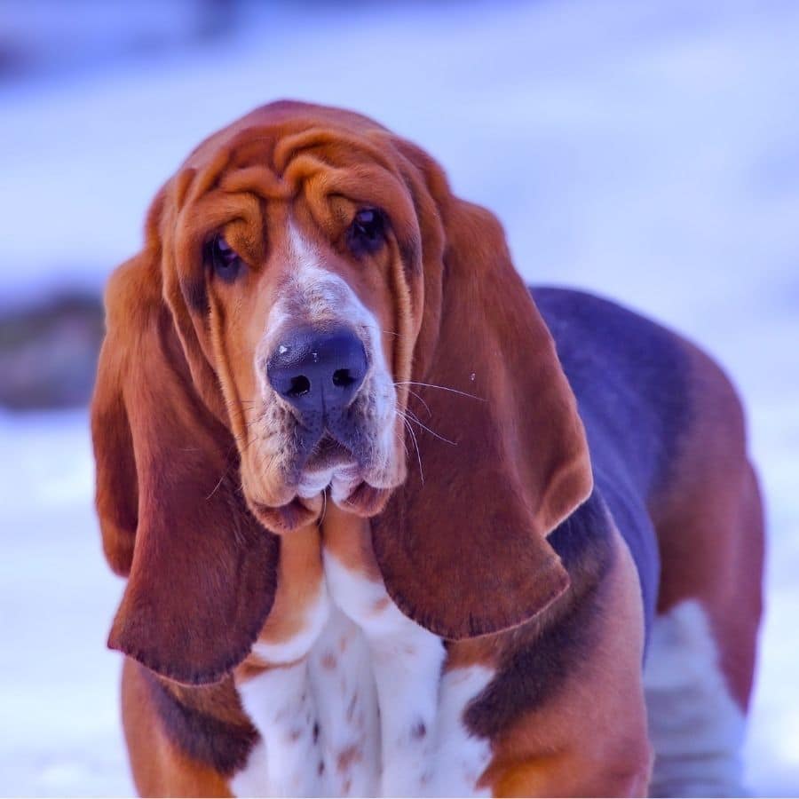 Los 10 mejores perros de caza