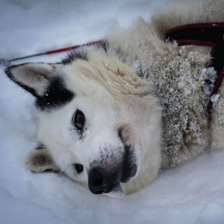 Septicemia en perros: síntomas y tratamiento