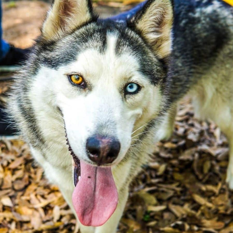 Eterocromia degli occhi nel cane