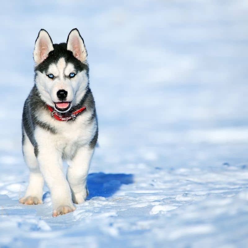 Tracheite nel cane