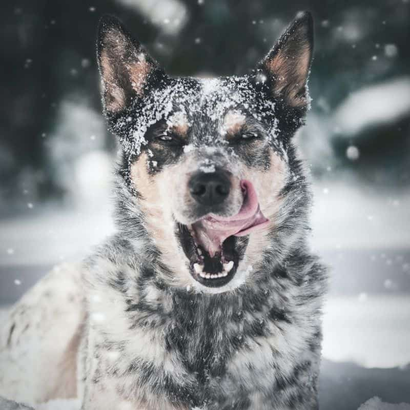 Cão constipado: o que fazer?