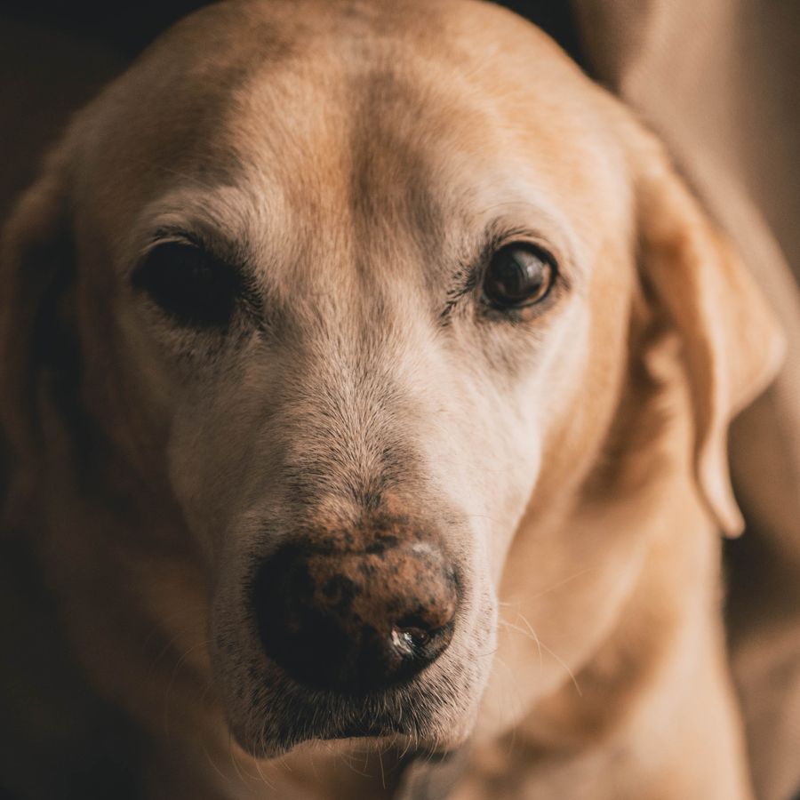 Icterícia em cães: Causas e tratamento