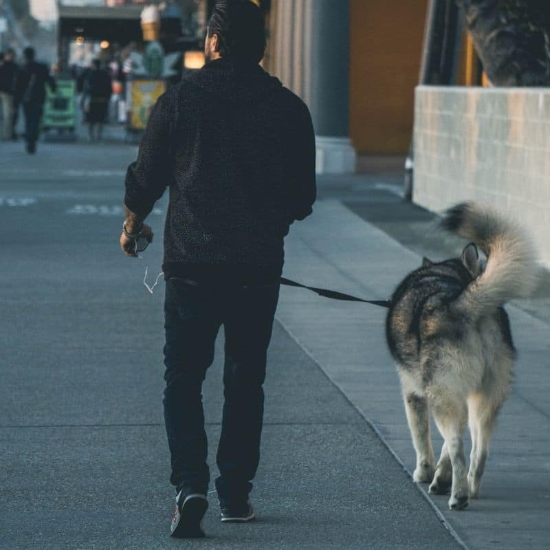 Como ensinar um cão a não puxar a trela?