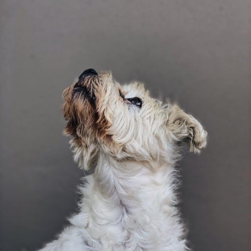 Quais as alturas do ano em que os cães perdem mais pêlo?