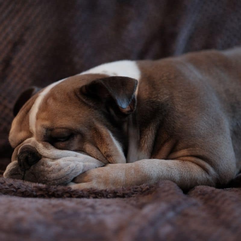 O meu cão ressona: haverá algum problema com ele?