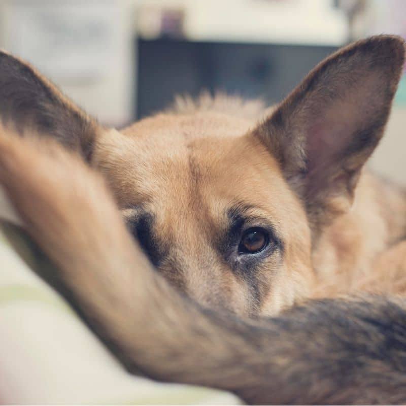 Fístulas anais no cão: sintomas e tratamento