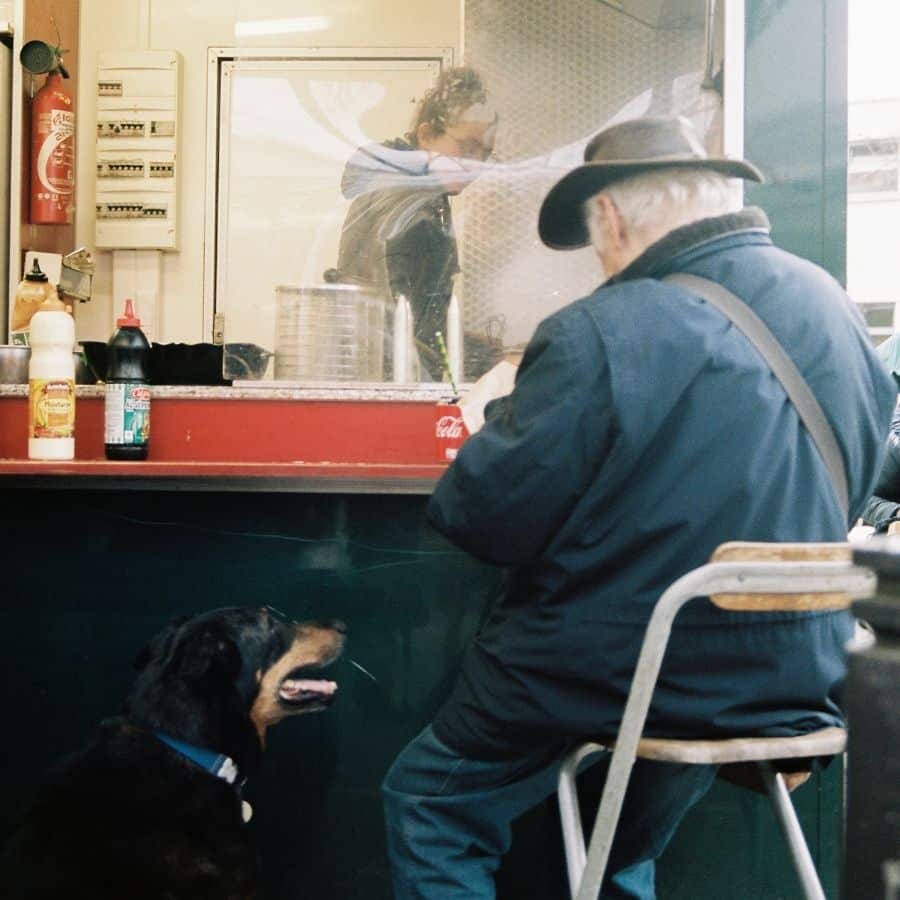 Ensine ao seu cão o “fica” passo a passo