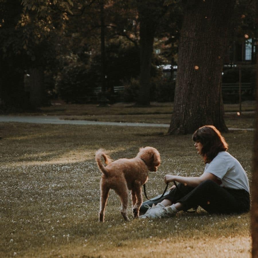 Como posso ensinar um cão a fazer as necessidades?