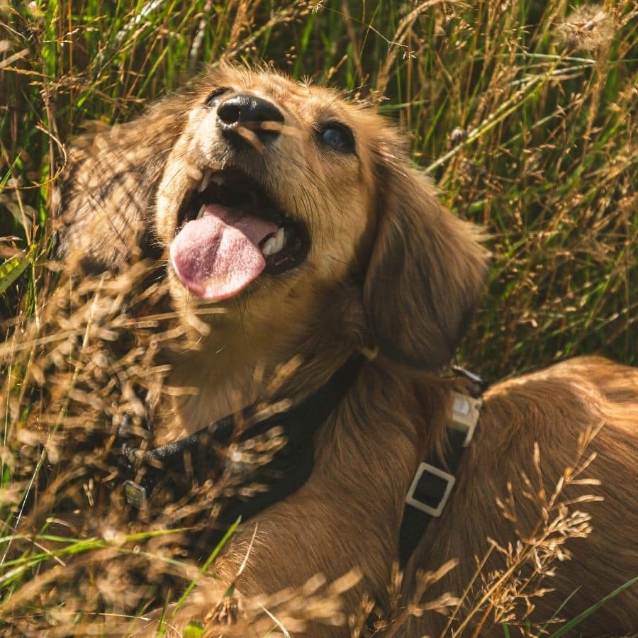 Hérnia discal em cães. O que precisa saber.