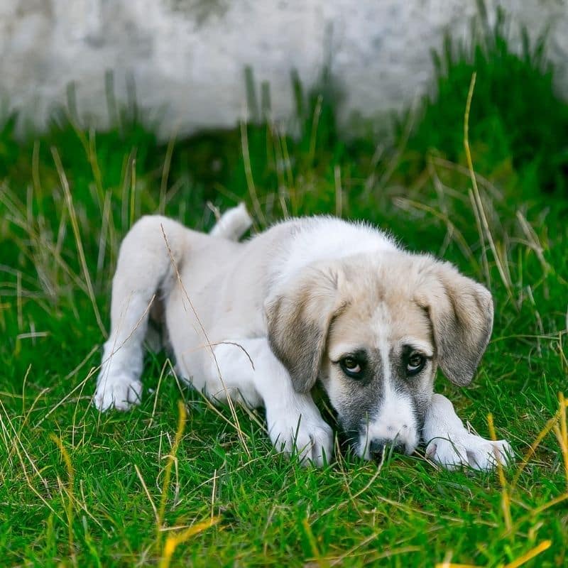 Hígado inflamado en perros – Causas, síntomas y tratamiento