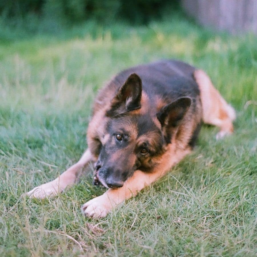 La sindrome della cauda equina nel cane