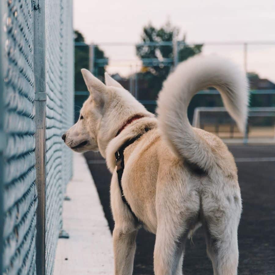 ¿Los perros tienen hemorroides?