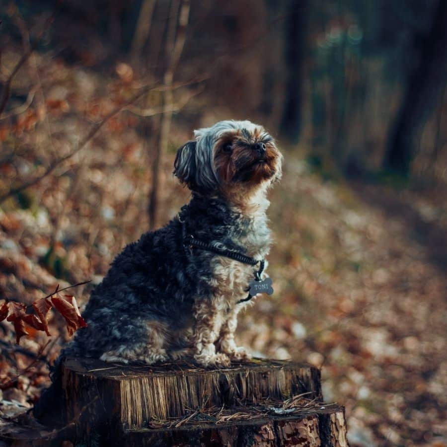 Hepatitis infecciosa canina: ¿Qué es y como tratarla?