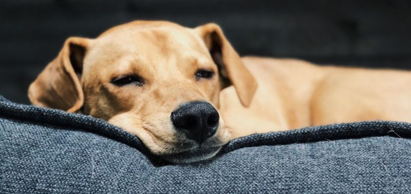 Macchie rosse sulla pancia del cane