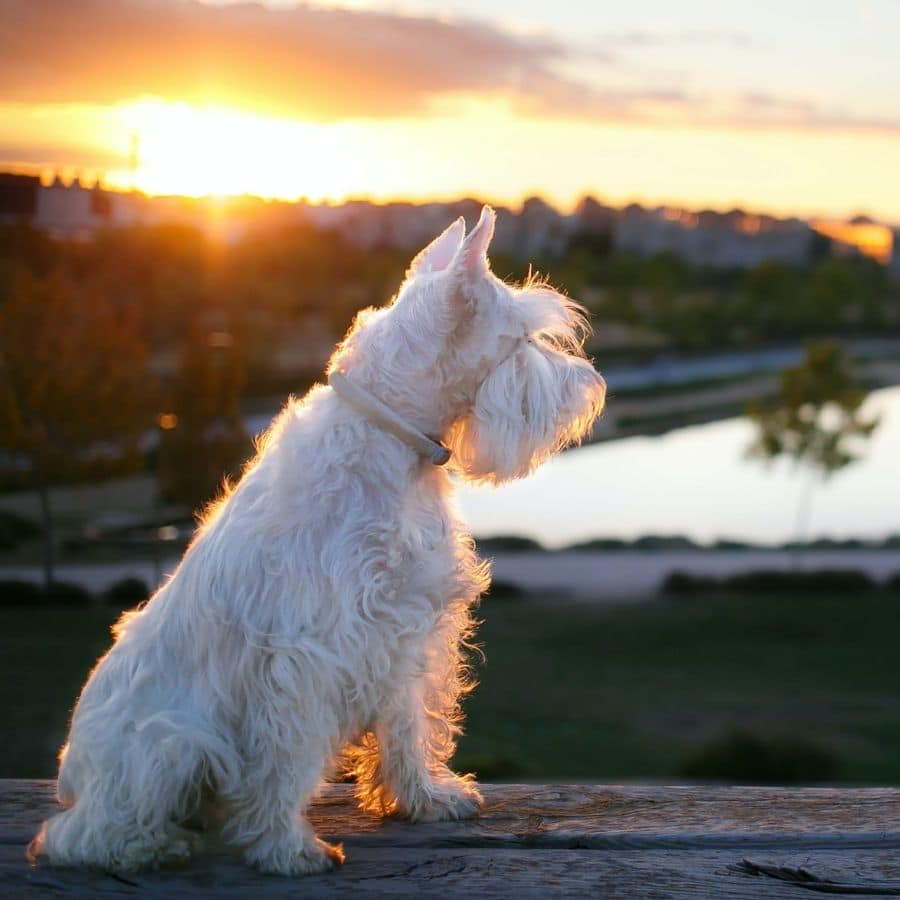 Perché al tuo cane piace così tanto il sole?