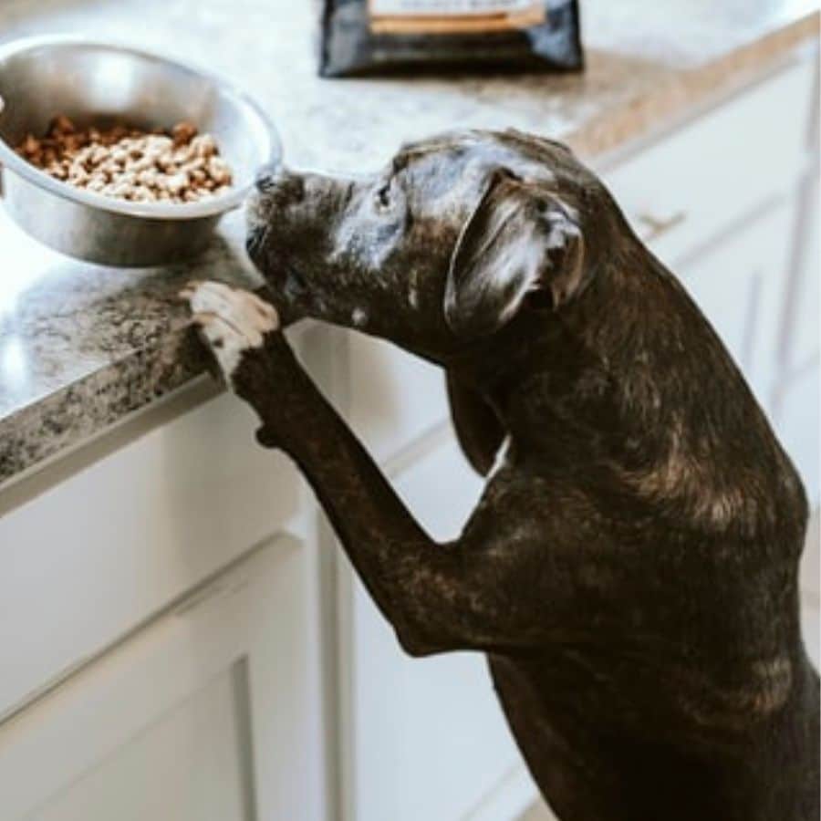 Cani e noci di Macadamia: le possono mangiare?