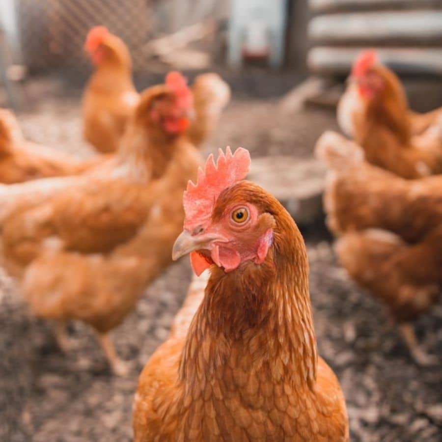 Brodo di pollo per il tuo cane