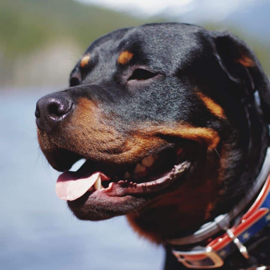 O que saber sobre o Rottweiler