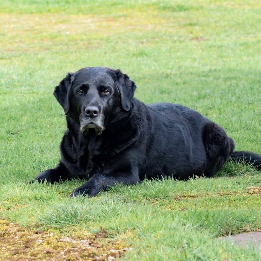 Linfoma no baço em cães: o que é e como se manifesta?