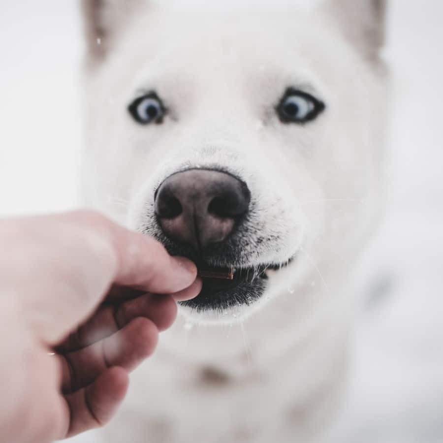 Frutos secos: quais é que o cão pode ou não comer?