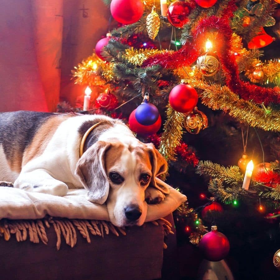 Um Natal seguro para o seu cão