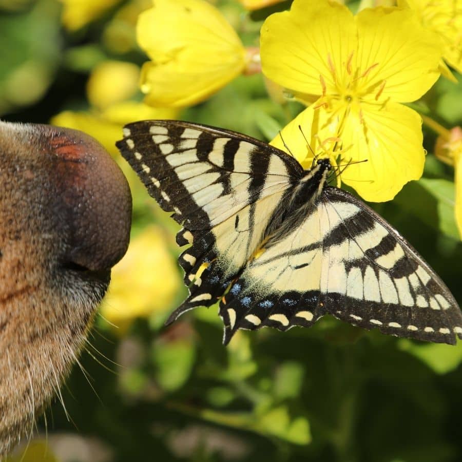 Pienso a base de insectos: pros y contras