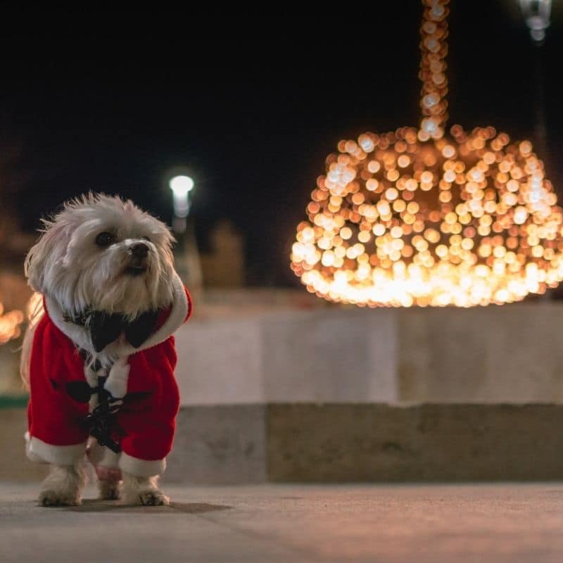 Una ricetta di Natale per il tuo cane